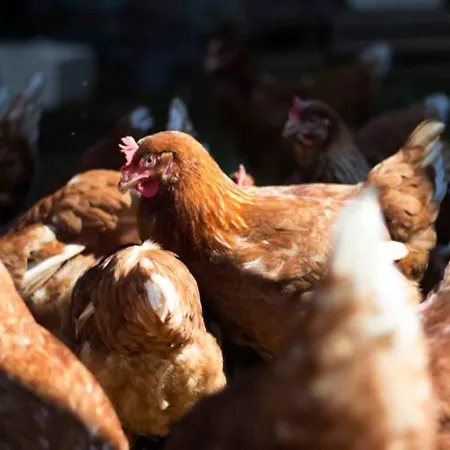 Turisticna Kmetija Weiss Farmház Miklavž pri Taboru