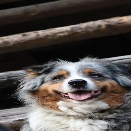 팜스테이 Turisticna Kmetija Weiss *