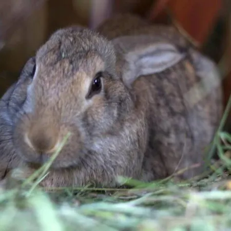 Turisticna Kmetija Weiss 팜스테이 Miklavz pri Taboru