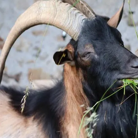 Turisticna Kmetija Weiss