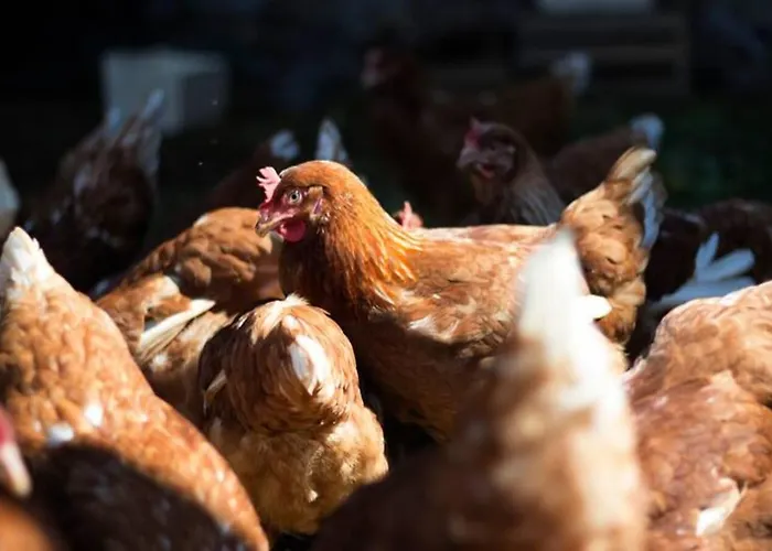 Turisticna Kmetija Weiss Smještaj na farmi Miklavz pri Taboru