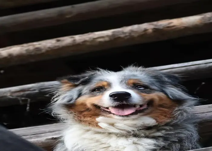 Smještaj na farmi Turisticna Kmetija Weiss *