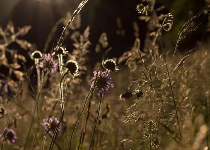 Turisticna Kmetija Weiss Smještaj na farmi
