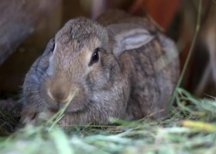 Turisticna Kmetija Weiss Farmház Miklavž pri Taboru
