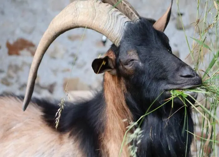 Turisticna Kmetija Weiss